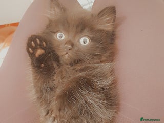 British Longhair cats for sale: British longhair male kitten - Advert 1