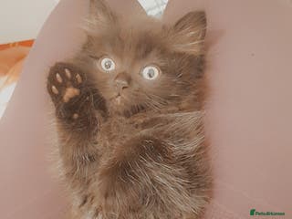 British Longhair cats British longhair male kitten - Advert 5