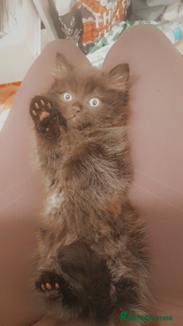 British Longhair cats British longhair male kitten - Advert 1