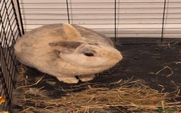 Dwarf Lop rabbits for sale: 2 rabbits one male and female - Advert 2