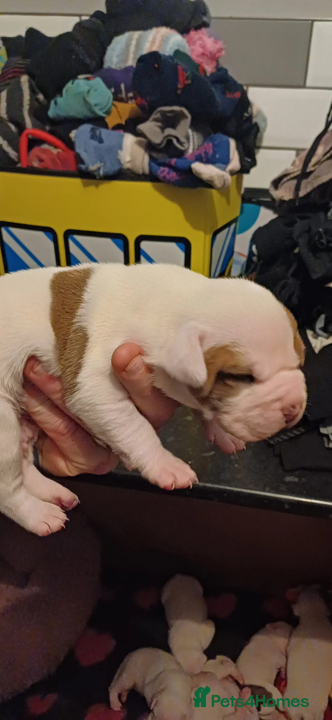 American Bulldog dogs for sale: Stunning American bulldog puppys - Advert 2