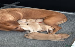 Labrador Retriever dogs for sale: Home bred working Labrador puppies - Image 11