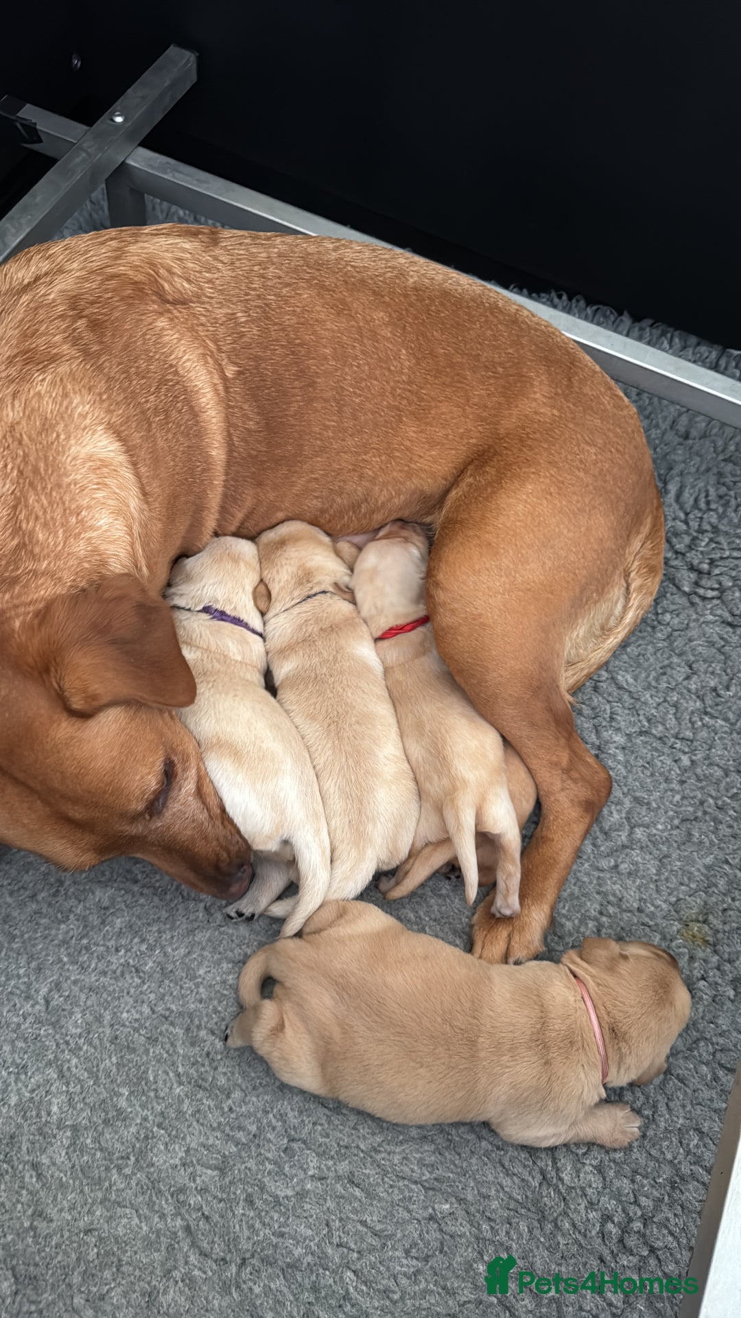 Labrador Retriever dogs for sale: Home bred working Labrador puppies - Image 11