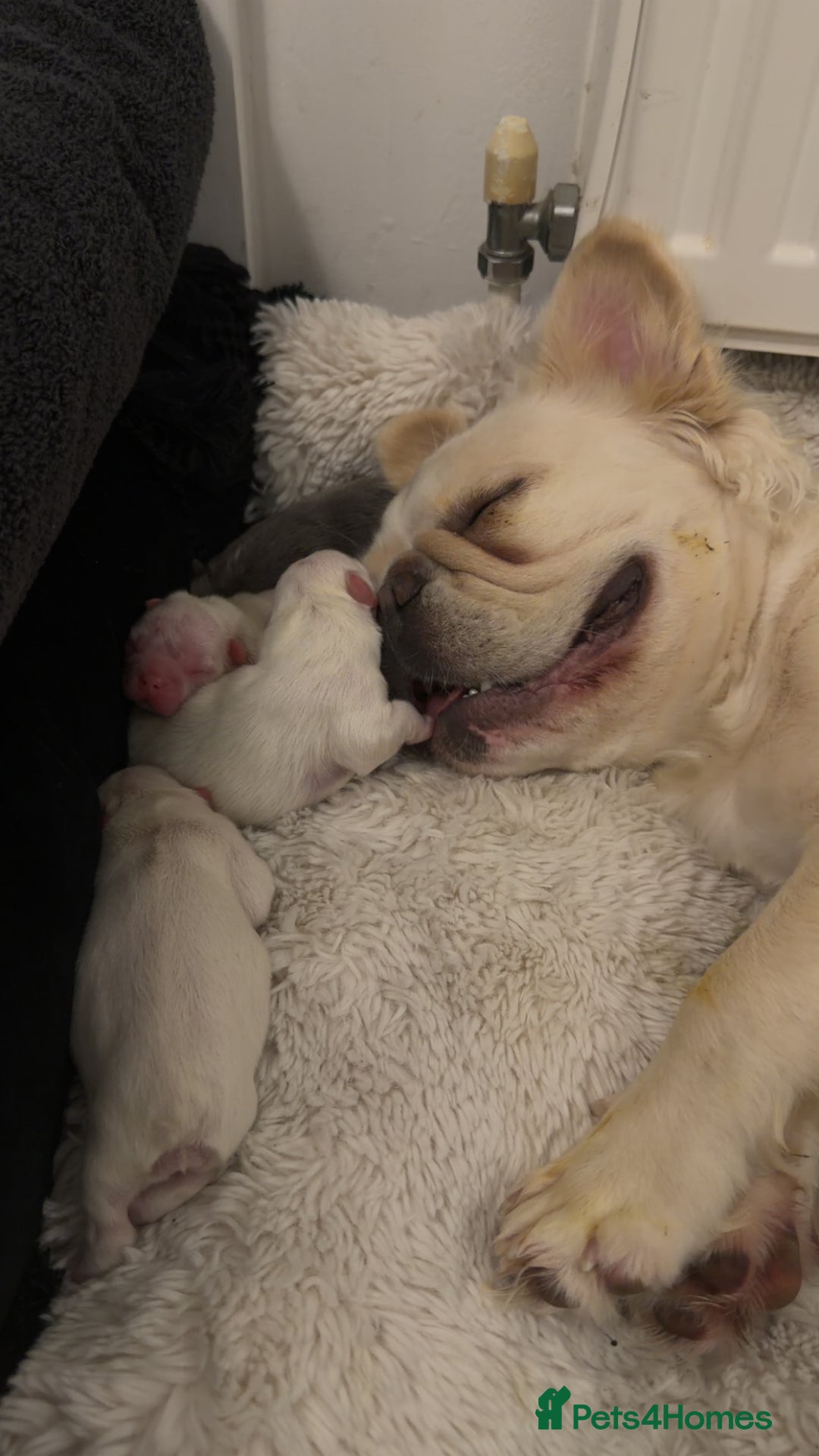 French Bulldog dogs for sale: Full visual outstanding fluffy frenchies - Advert 31