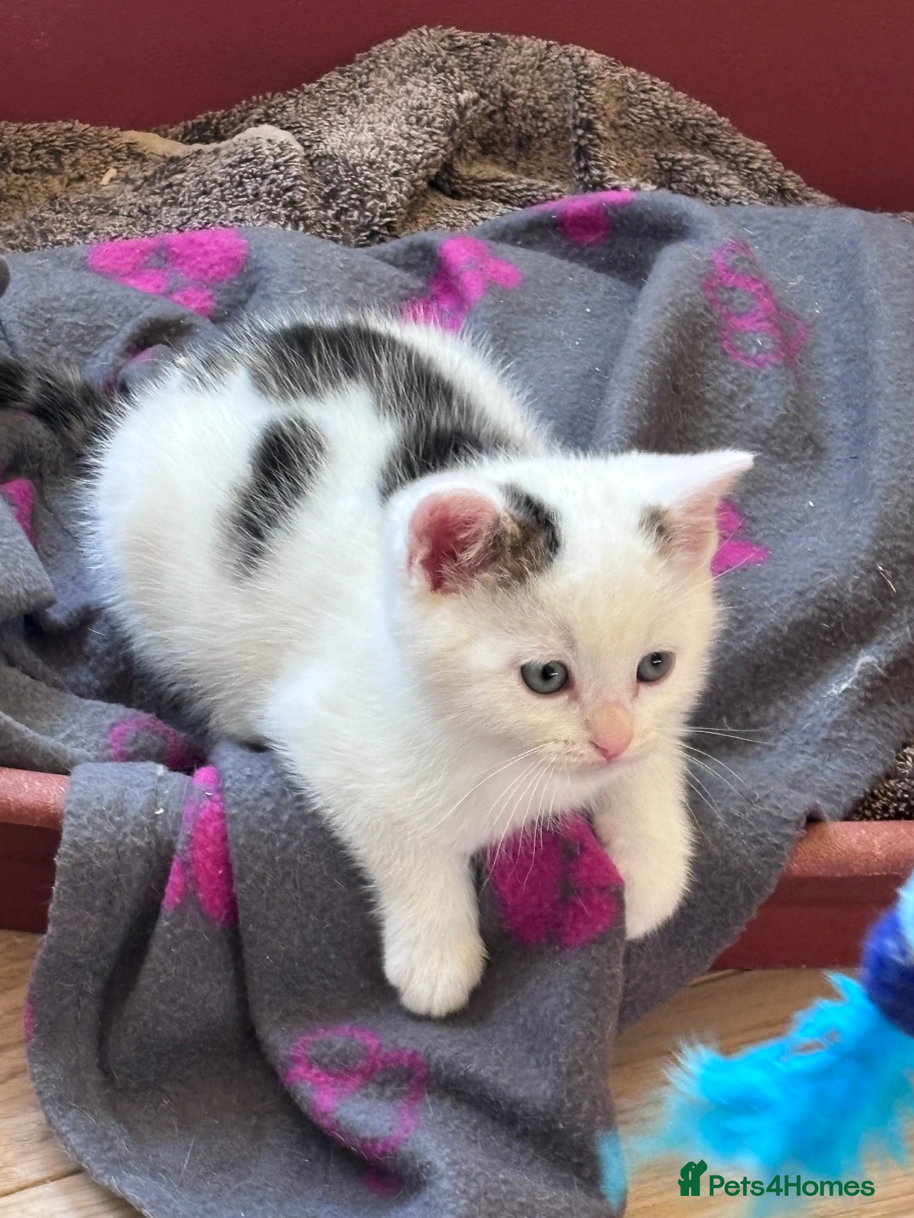 Mixed Breed cats Mixed breed kittens seeking their forever homes - Advert 12