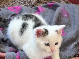 Mixed Breed cats Mixed breed kittens seeking their forever homes - Advert 1