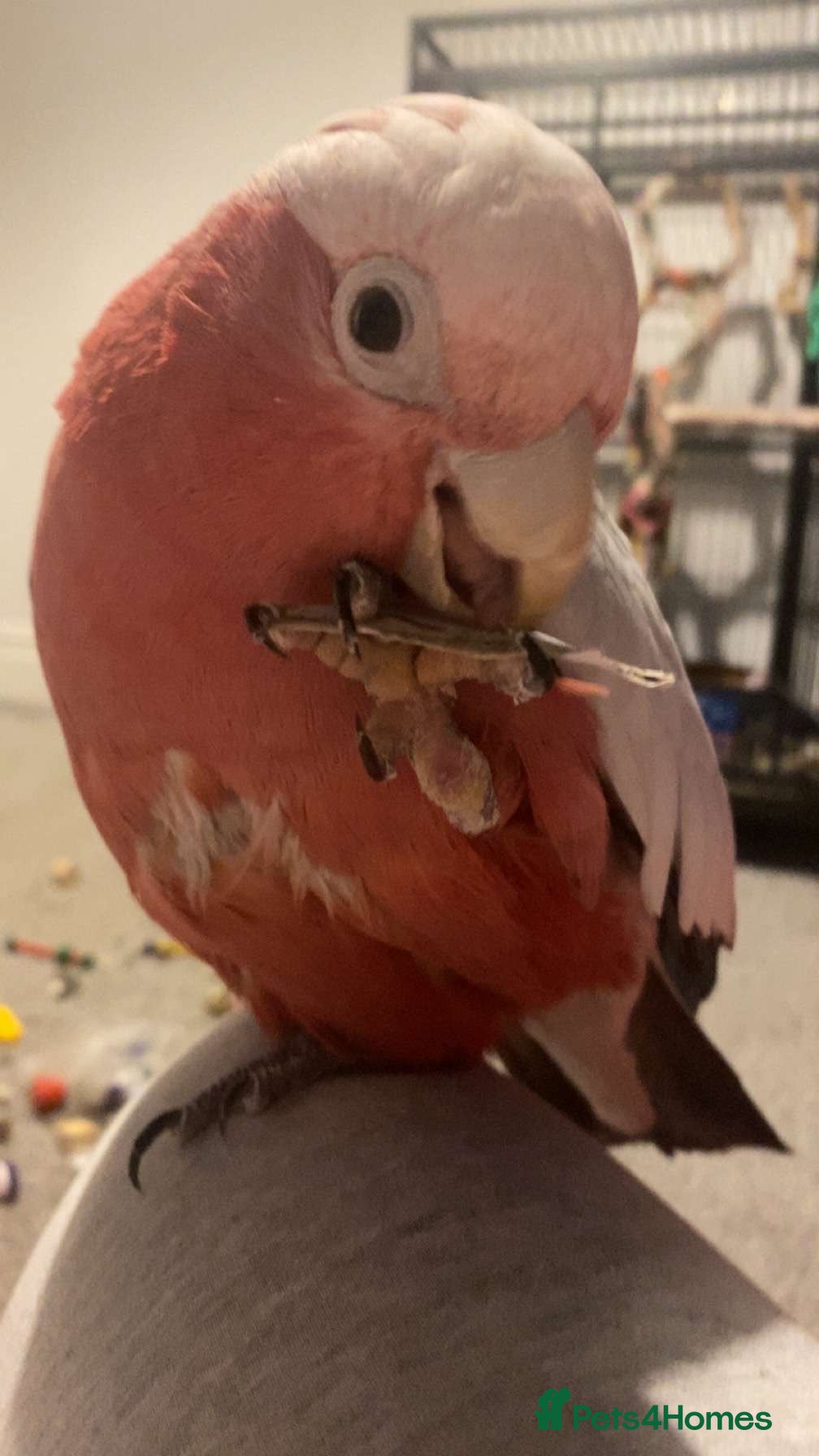 Parrots birds galah cockatoo, named Buddy  - Advert 17