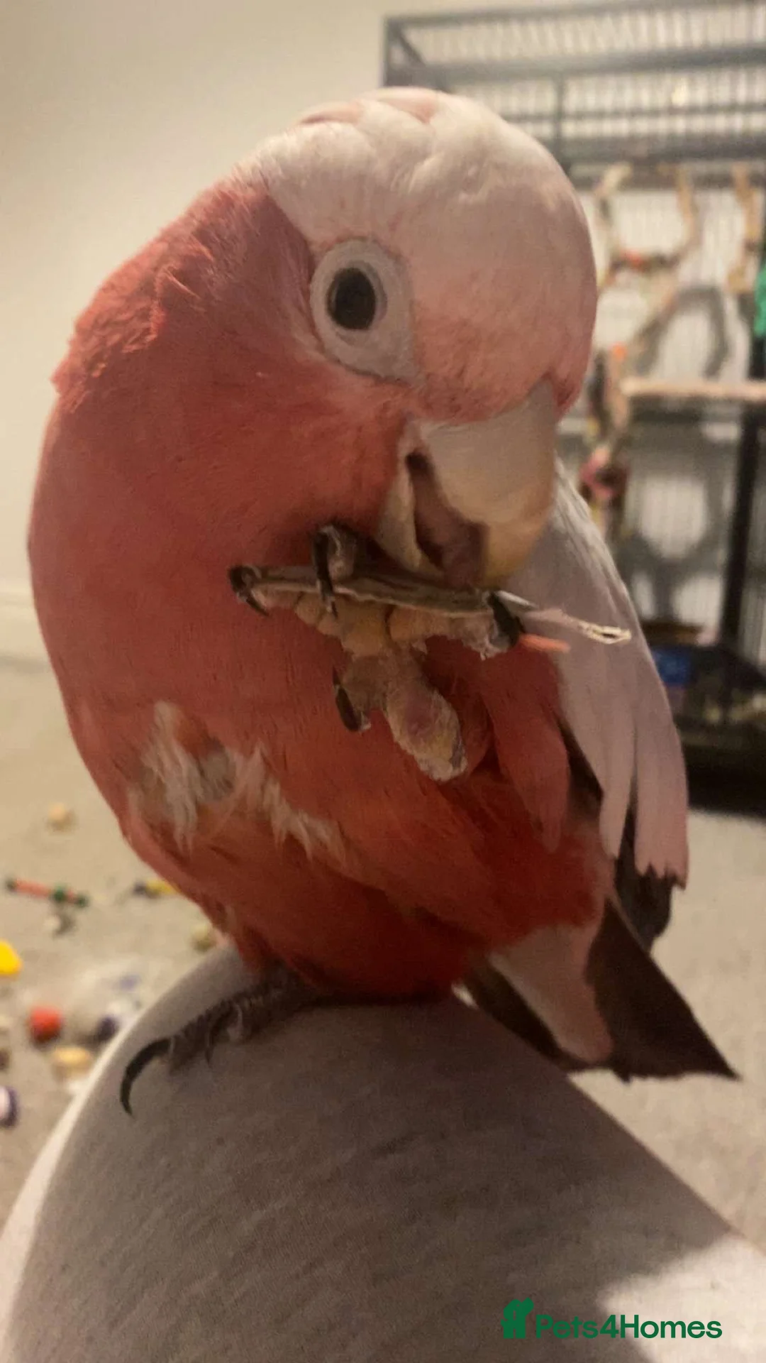 Parrots birds for sale: galah cockatoo, named Buddy  - Advert 1