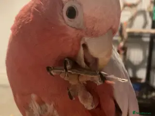 Parrots birds galah cockatoo, named Buddy - Advert 1