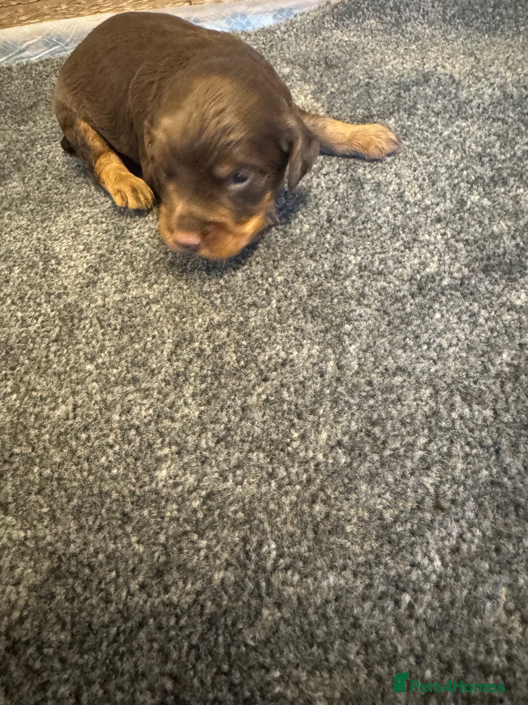 Cocker Spaniel dogs for sale: KC reg cocker spaniel pups  - Image 10