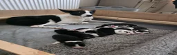 Border Collie dogs for sale: Beautiful litter of working border collie pups in Winchester - Advert 4