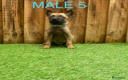 Belgian Shepherd Dog dogs for sale: Beautiful Belgium Malinois pups for sale  - Image 23
