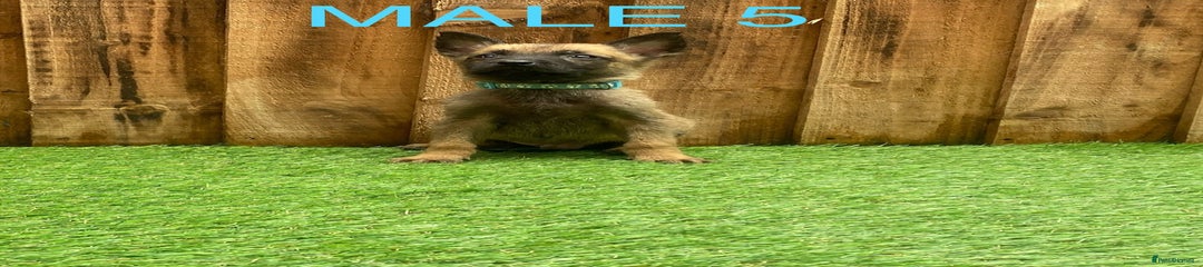 Belgian Shepherd Dog Puppy 5