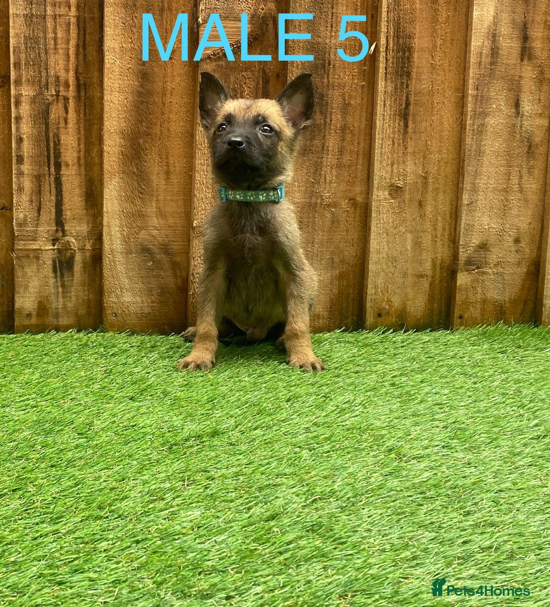 Belgian Shepherd Dog dogs for sale: Beautiful Belgium Malinois pups for sale  - Image 23