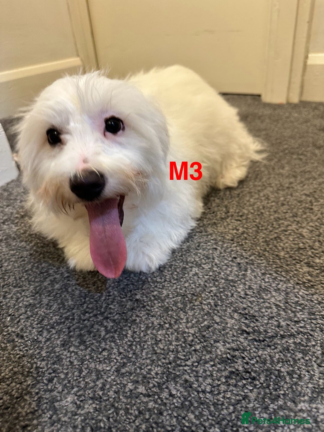 Bichon Frise dogs for sale: 3 Little puppies Bichon frise - Image 2