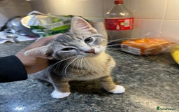 Toybob cats for sale: Kitten for sale 16 weeks - Image 1