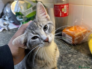 Toybob cats - Advert 1