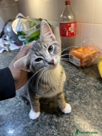 Toybob cats - Advert 1