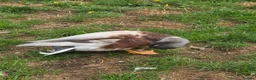 Ducks poultry for sale: Butterscotch Call Drakes  - Advert 4