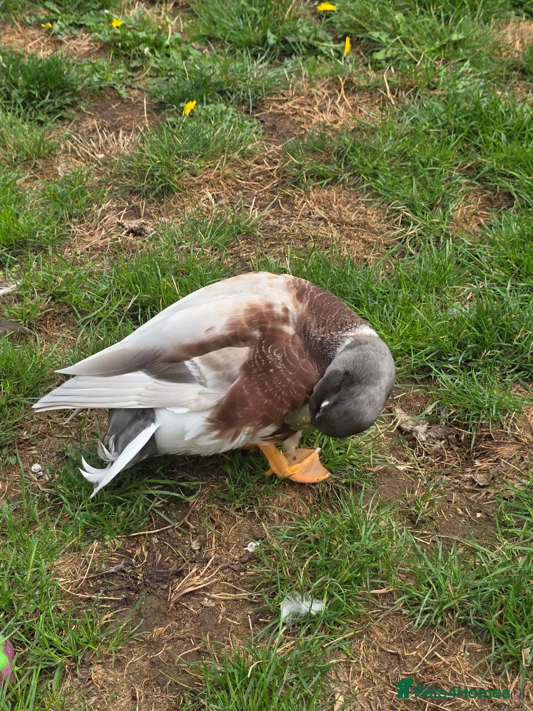 Ducks poultry for sale: Butterscotch Call Drakes  - Advert 4
