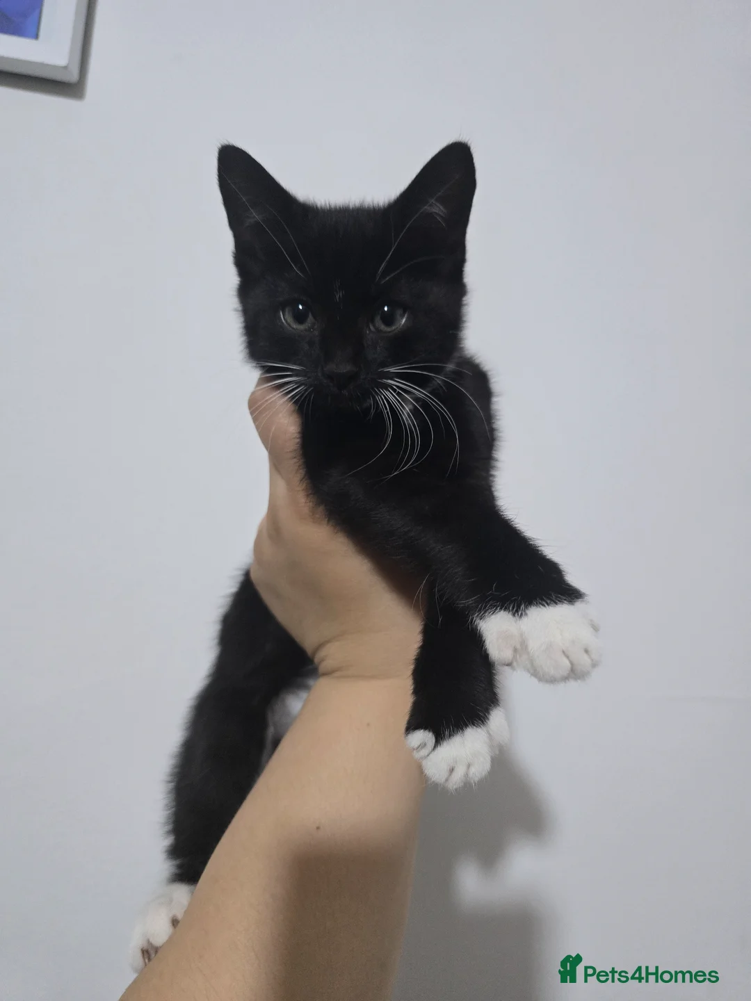 Mixed Breed cats for sale: kittens ready to go - Advert 2