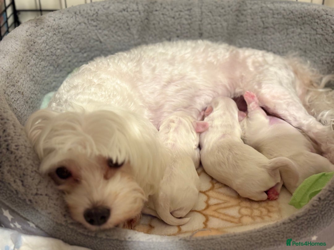 Bichon Frise dogs for sale: bichon - Advert 3