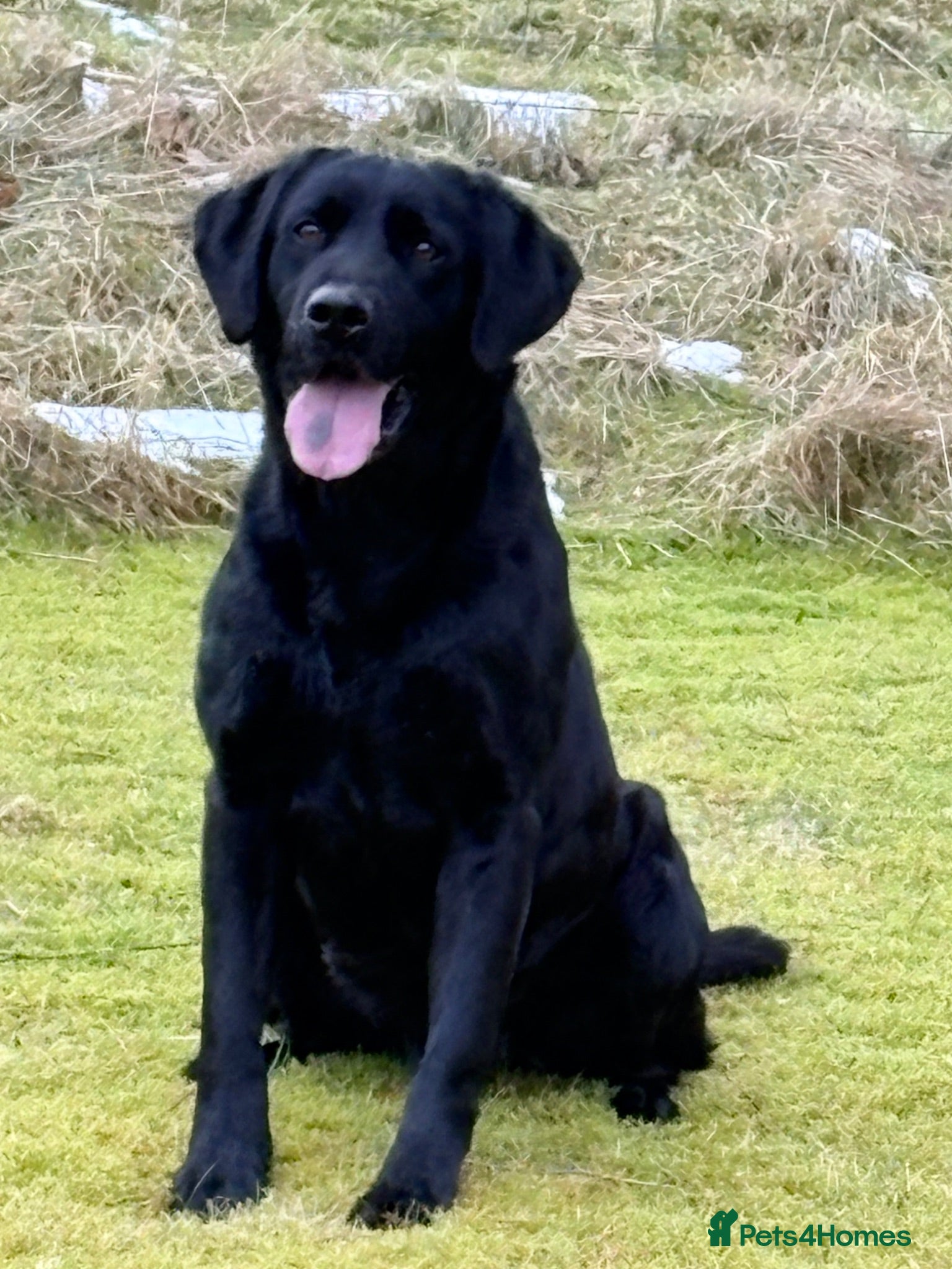 Labrador Retriever dogs Labrador retriever puppy’s , Hamilton, Scotland - Advert 2