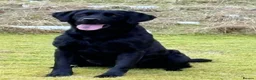 Labrador Retriever dogs for sale: Labrador retriever puppy’s , Hamilton, Scotland - Advert 2