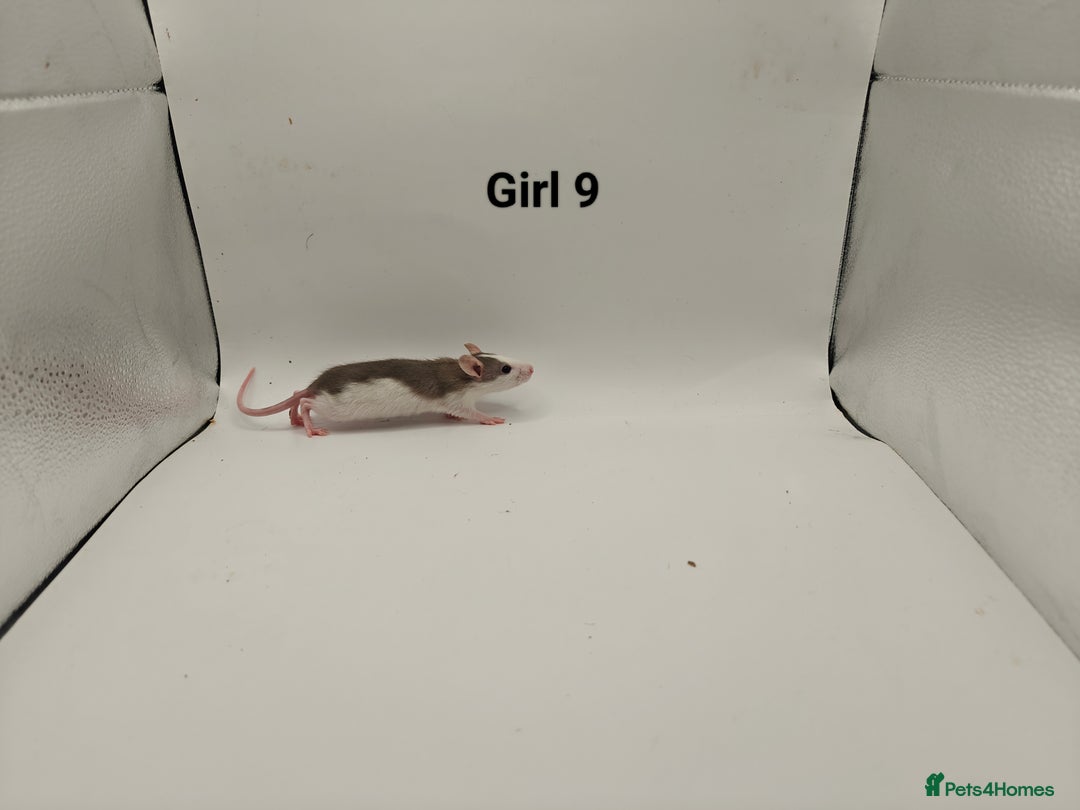 Rat rodents for sale: DEC: 24 Rats (5 Rats: 3 Boys & 2 Girls Left) - Advert 23