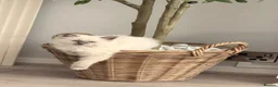 Ragdoll cats for sale: Beautiful 12 week old blue mitted ragdoll  - Advert 2