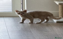 British Shorthair cats for sale: Beautiful British ShortHair Rare Fawn - Advert 12