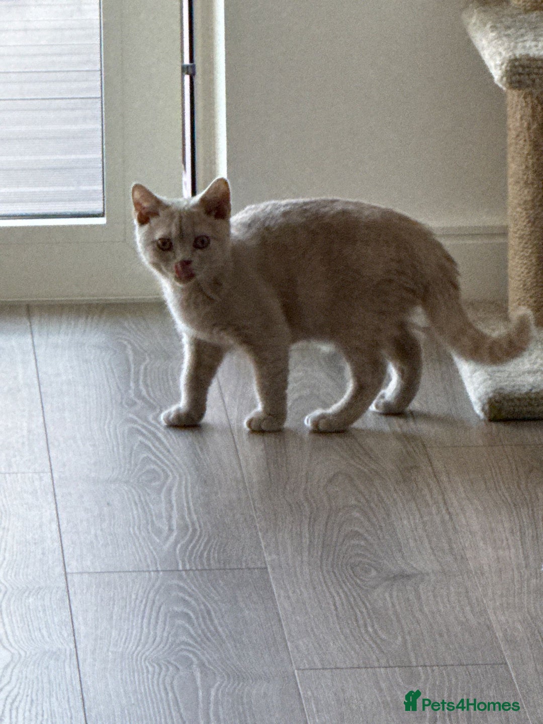 British Shorthair cats for sale: Beautiful British ShortHair Rare Fawn - Advert 12