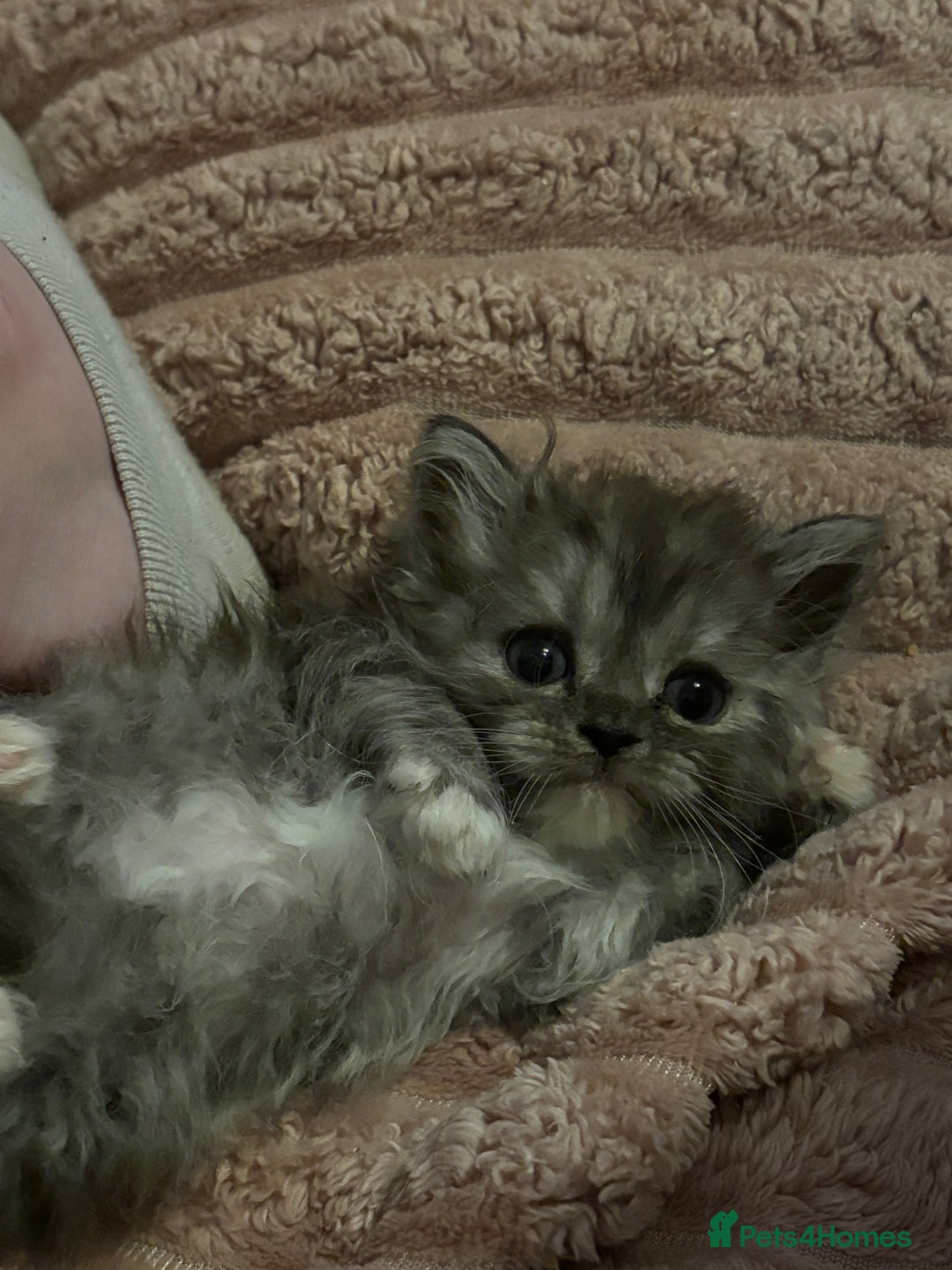 Munchkin cats for sale: Munchkin kittens  - Advert 12