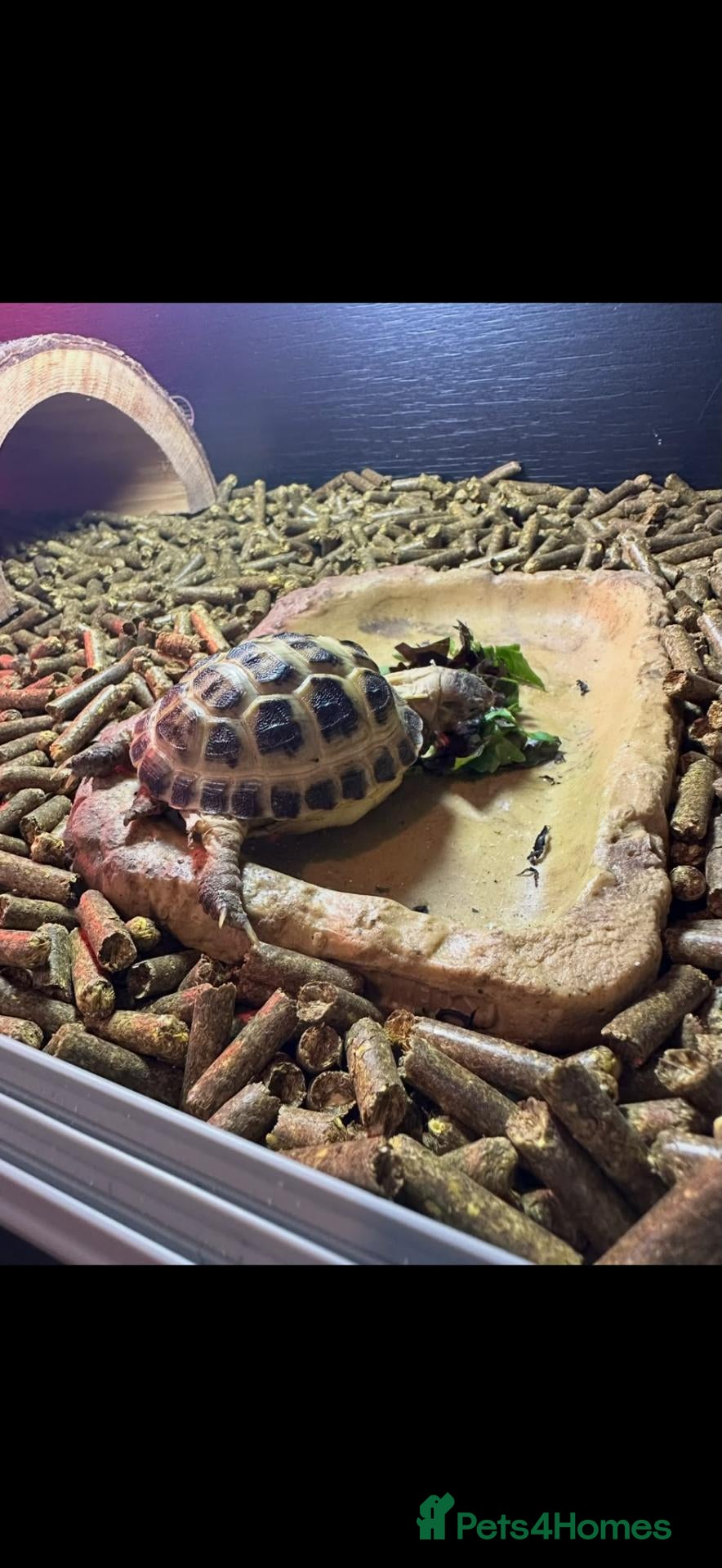 Tortoise reptiles Horsefield tortoise  - Advert 2