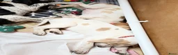Pointer dogs for sale: Stunning Pedigree Pointer pups-will steal hearts - Advert 10