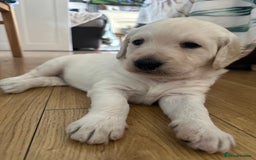 Labradoodle dogs for sale:  Unique,Exceptionally Bred F1 Labradoodles 🐾19/05 in Bristol - Image 18