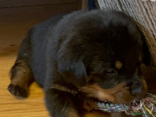 Rottweiler dogs Beautiful chunky Rottweiler puppies - Advert 18