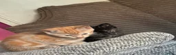 Mixed Breed cats for sale: 3 x kittens - Advert 3