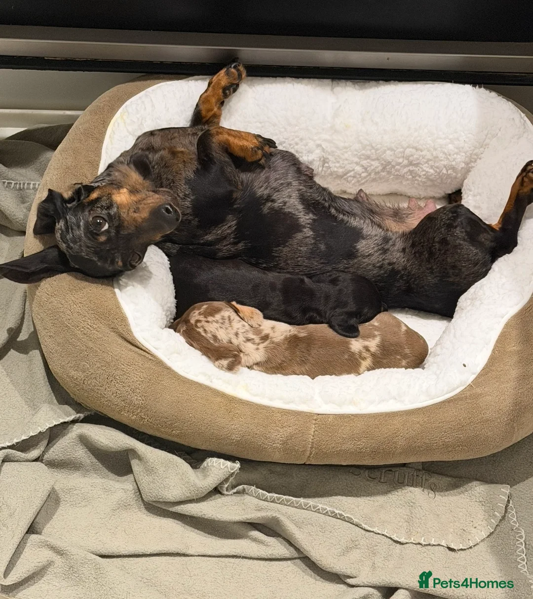 Miniature Dachshund dogs for sale: Miniature dachshund puppies  - Advert 1