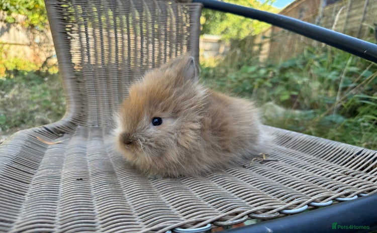 Lionhead rabbits - Advert 2