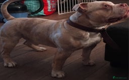 American Bully dogs for sale: Male pocket bully  - Image 3