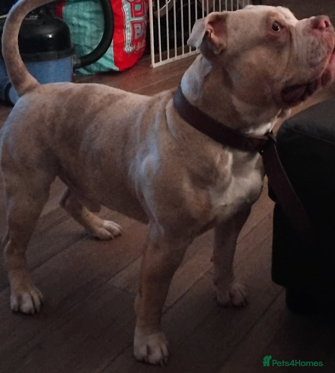 American Bully dogs for sale: Male pocket bully  - Image 3