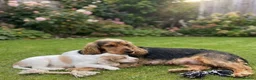 Cocker Spaniel dogs for sale: Show cocker spaniel in Loughton - Advert 1