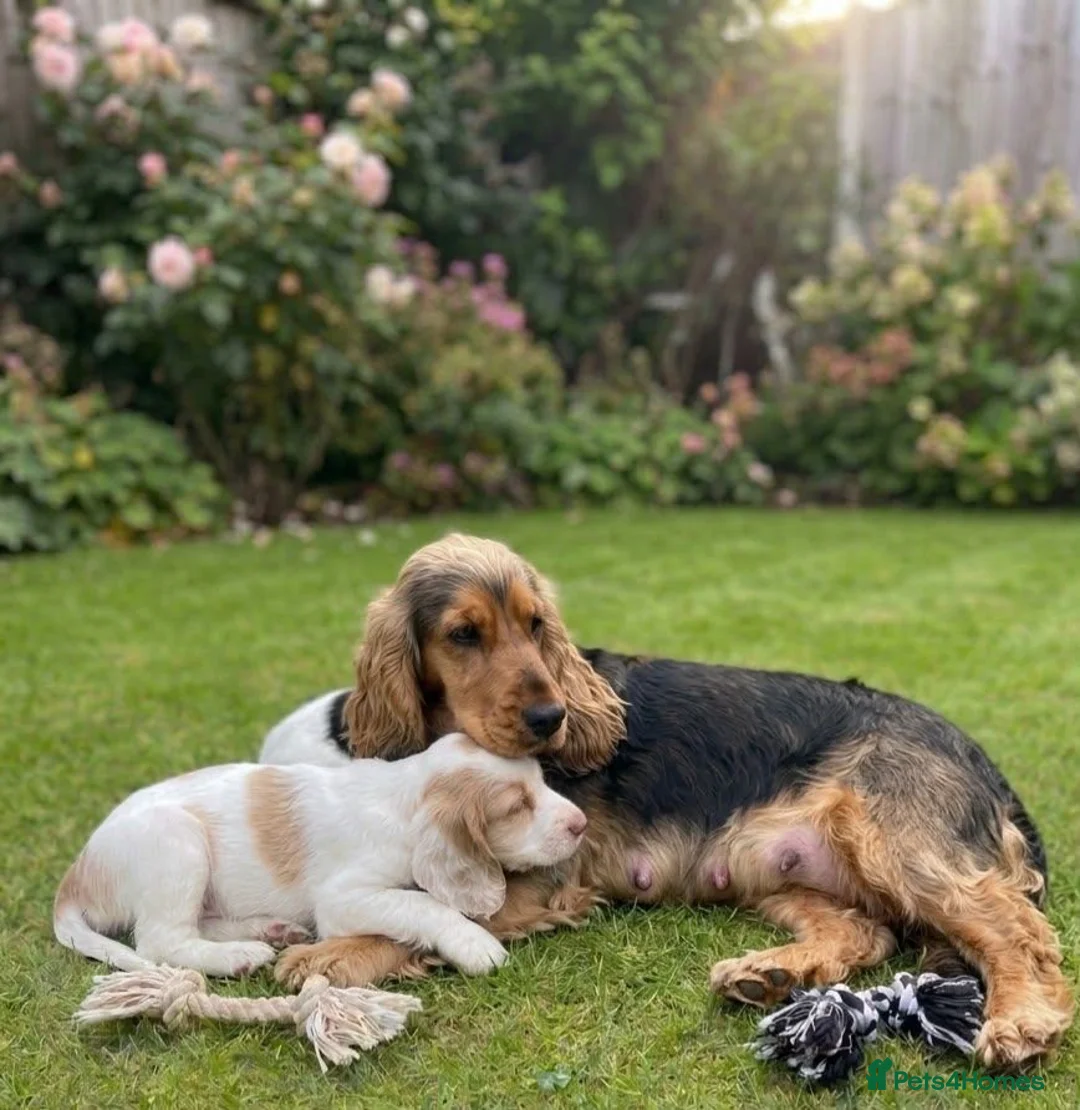 Cocker Spaniel dogs for sale: Show cocker spaniel in Loughton - Advert 1