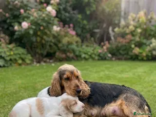 Cocker Spaniel dogs Show cocker spaniel - Advert 1