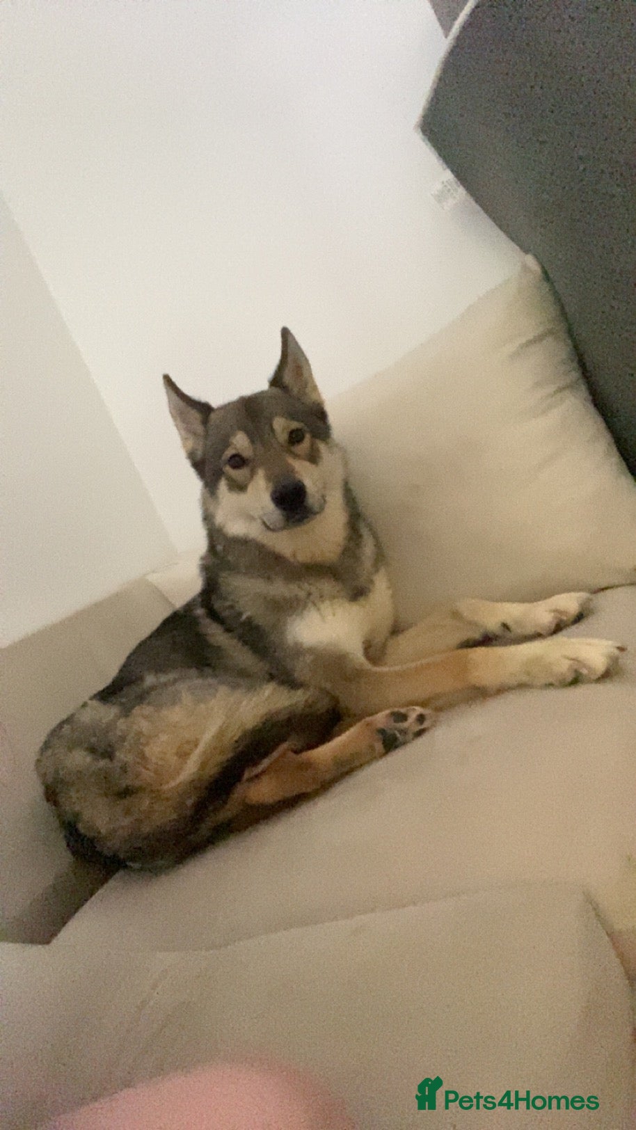 Mixed Breed dogs Husky mix - Advert 2