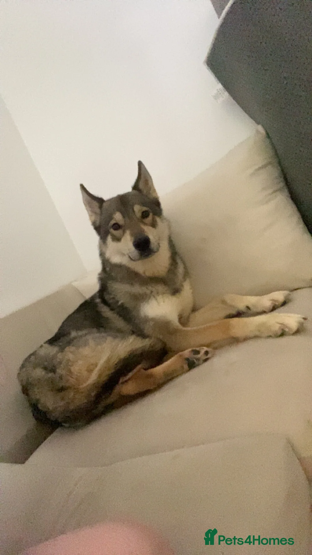 Mixed Breed dogs for sale: Husky mix - Advert 1