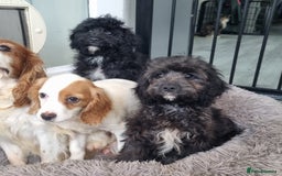 Cavapoo dogs for sale: F1 Cavapoo puppies - Image 18