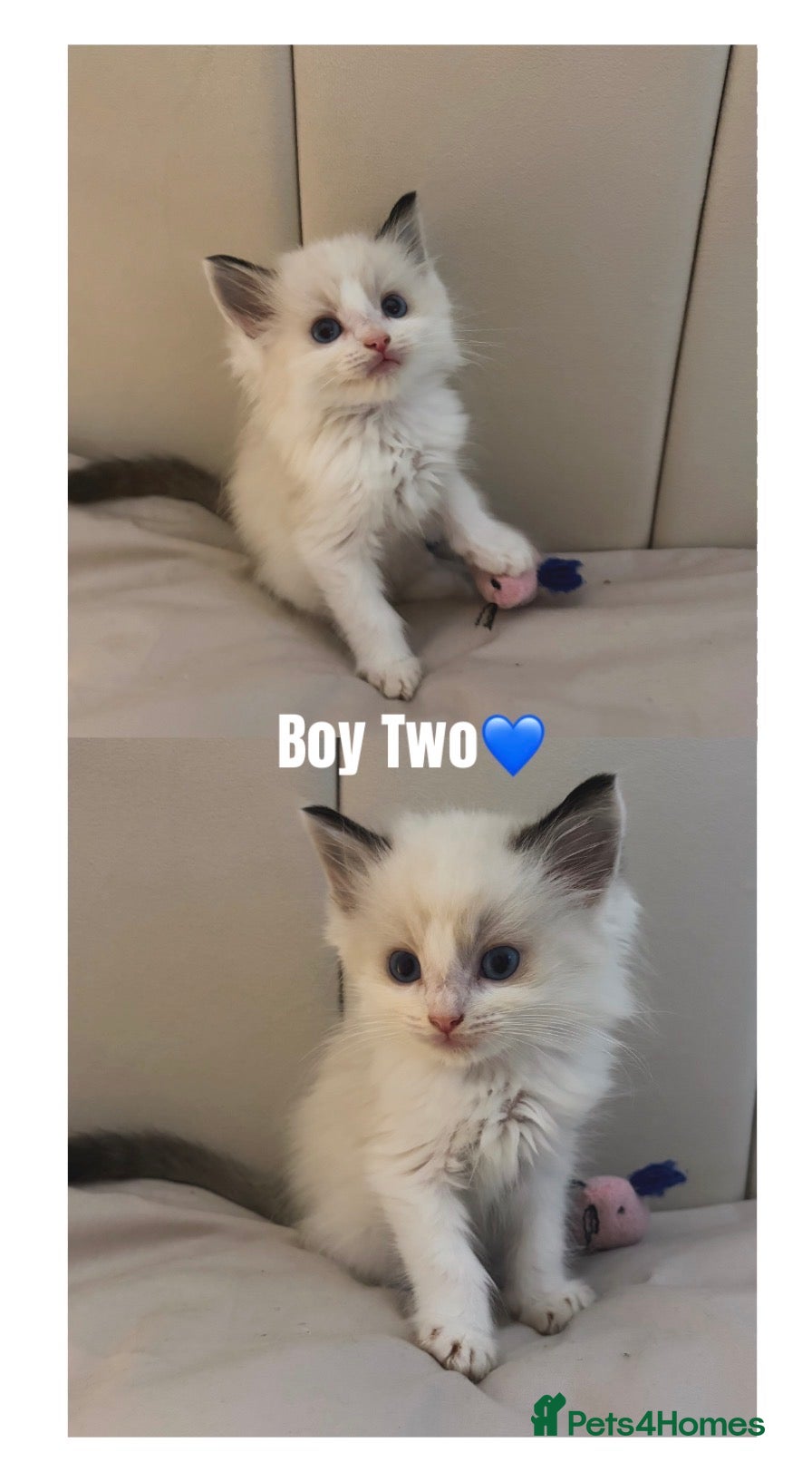 Ragdoll cats Last Beautiful Pure Breed Ragdoll Kitten🤍 - Advert 9