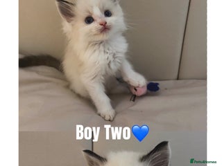 Ragdoll cats Last Beautiful Pure Breed Ragdoll Kitten🤍 - Advert 9